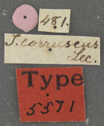 Media type: image;   Entomology 5571 Aspect: labels